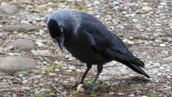 Today about my favorite, a jackdaw named "White"