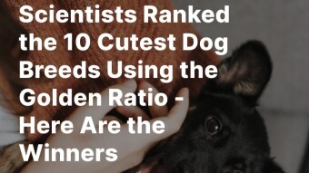 Scientists Ranked the 10 Cutest Dog Breeds Using the Golden Ratio - Here Are the Winners