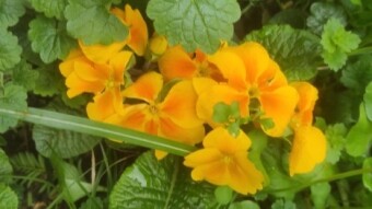 Violets