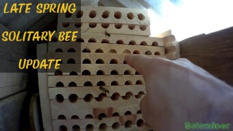 Late Spring Solitary Bee update