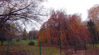 Another episode of the autumn novella - the crows are back again today