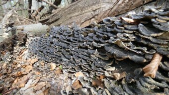 Amazing mushroom formations - Turkey tail (Trametes versicolor)