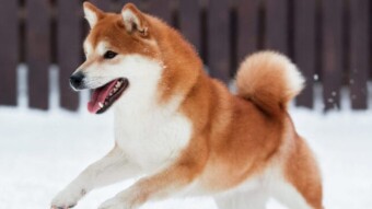 Shiba Inu, no rush please