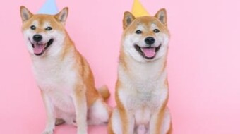 Crypto madness dogecoin