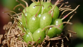 Dewberry Closeup