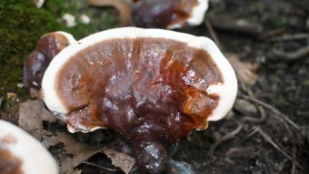 A rare tree mushroom in an unusual area - the Ganoderma lucidum