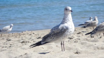 Seagulls friends