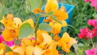 Orange Color Banganbilas flower videography
