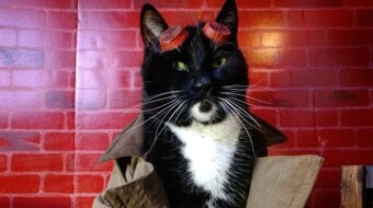 Photos of a charming cat cosplay that you will want to repeat with your fuzzy
