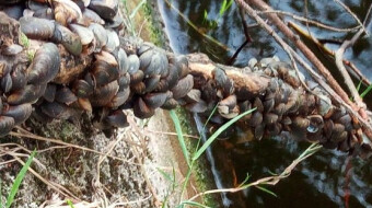 Quagga Mussels: An Environmental Catastrophe