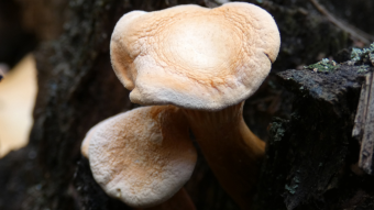 Mushrooms occurring in Europe - Hygrophoropsis aurantiaca