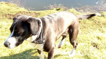 Deconnexion : A Winter Ballad in the Nature with Daisy.