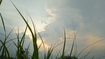 Lemon grass photography with sky view.