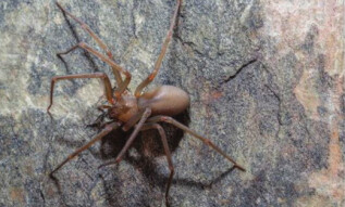 Scientists have discovered a dangerous spider, after its bite rots skin