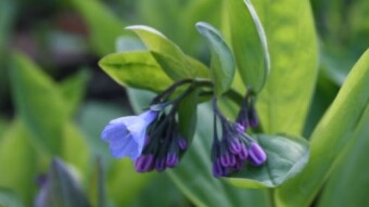 The First Flowers of Spring