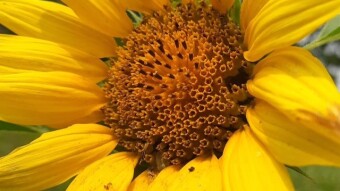 Sun Flower Photography