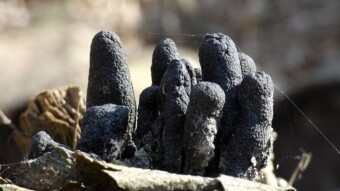 Dead man's fingers like stones at Stonehenge - a walk through a swampy forest