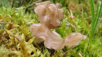 Mushrooms occurring in Europe - Arrhenia lobata
