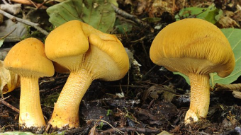 Mushrooms occurring in Europe - Phaeolepiota aurea