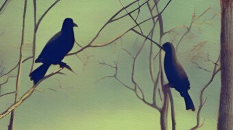 Morning Birds