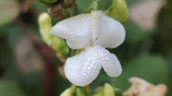 WATER DROPS Photography
