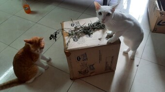 Interesting times about with cosy sleeping and video watching house cats