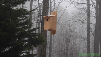 Kestrel house update: Early spring