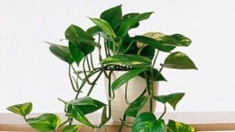3 Indoor Plants To Grow Inside During The Winter