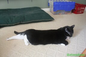 Walter in a half sploot