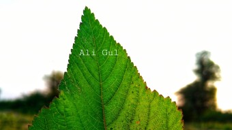 Beautiful photography of leaf