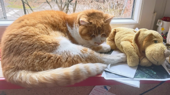 Portrait of a cat on a dull winter day
