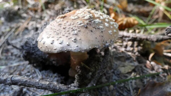 Rainy, almost autumnal, but is it mushroomy?