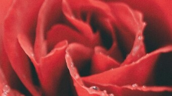109 : The flower delivery man