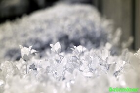 Ultraviolet and Infrared Photography - Holly bush leaves