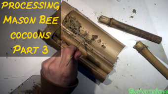 Video of processing Mason Bee cocoons Part 3