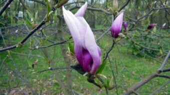 Spring decorative and medicinal flowers in my park - buttercup and magnolia