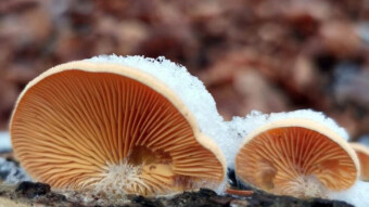 Mock oyster or Orange oyster - Winter arboreal mushrooms