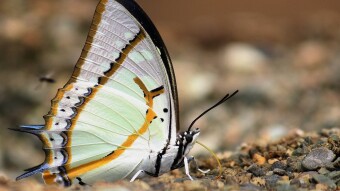 Color of the beautiful Insect