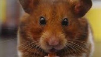 Hamster competitions