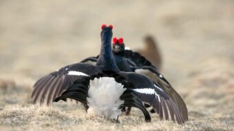 Born Warrior or an imposter? - Black Grouses (Tetrao tetrix)