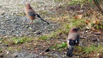 The birds are starting to visit the feeding site in an enlarged group - this needs to be sorted out