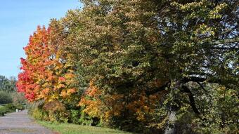Spring is beautiful, but autumn is a knockout in terms of colors.