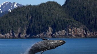 Whale well, the Whale Among Us