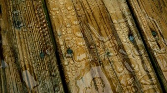 Wet Wood Still Burns.
