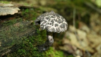 Mushroom Monday - Boletes, Boletes, and More Boletes