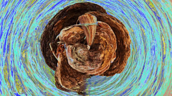 TrippyThursday: Horn Alone!