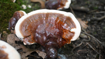 A rare tree mushroom in an unusual area - the Ganoderma lucidum