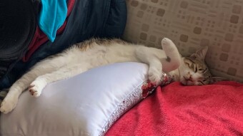 LOCOstories #21 sleeping everywhere at any position