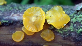 Dacrymyces variisporus like Haribo jelly - little known arboreal mushrooms