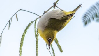 White-eyes - Birding / Wildlife